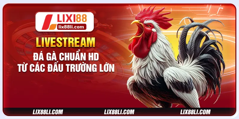 Livestream đá gà chuẩn HD từ các đấu trường lớn Livestream đá gà chuẩn HD từ các đấu trường lớn